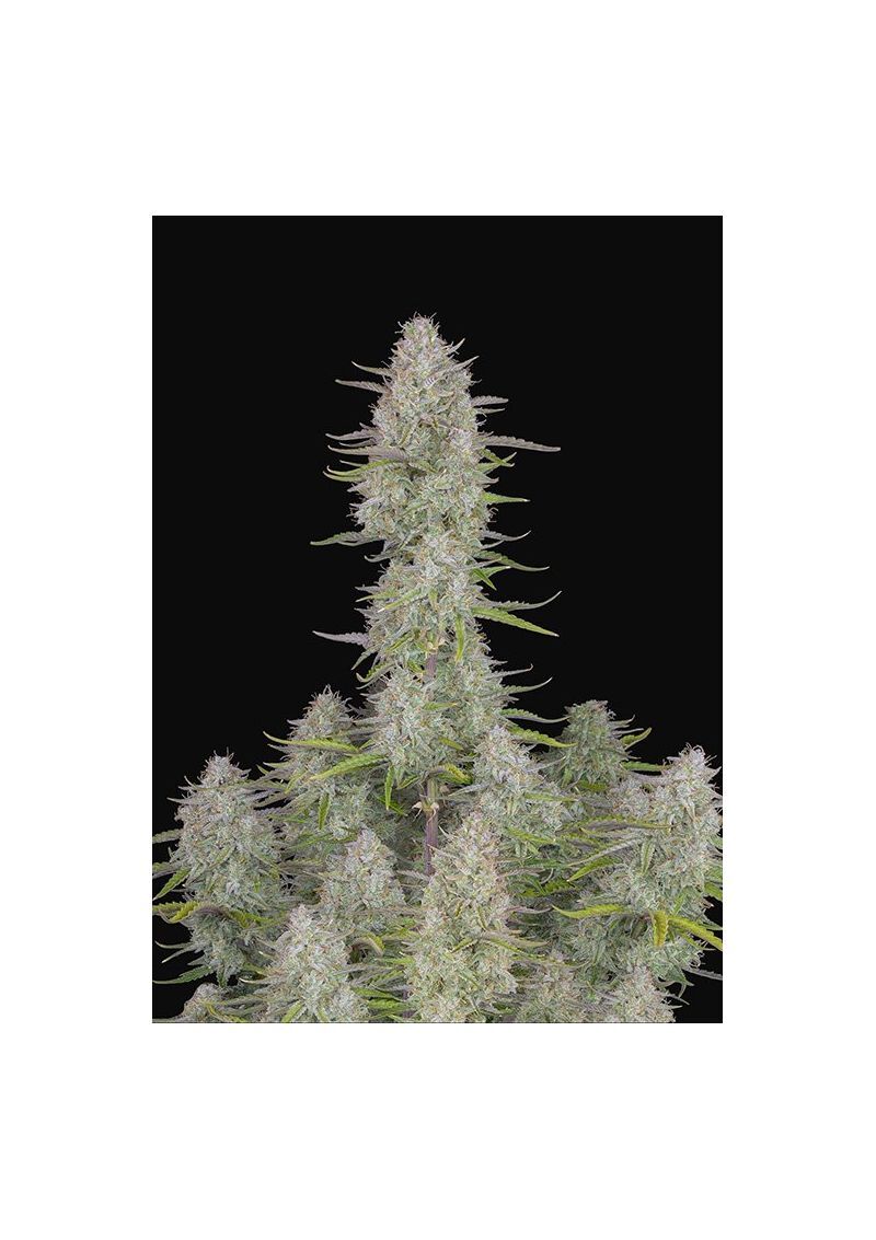 Wedding Cheesecake Auto, Фасовка: 1, изображение 2